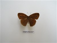 藏品(小眉眼蝶)的圖片